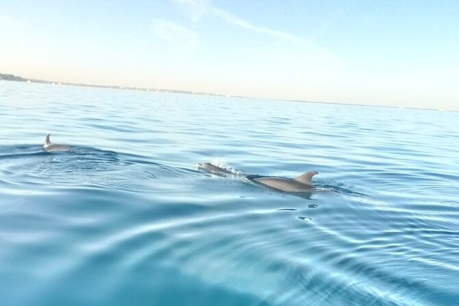PRIVATE TOUR ! 4-Hours Swiming with dolphins, snorkeling, island by speed boat - Reaching the dolphin area in about 20 minutes