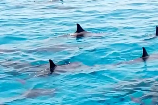 PRIVATE TOUR ! 4-Hours Swiming with dolphins, snorkeling, island by speed boat - Snorkeling at Al Fanadir Reef