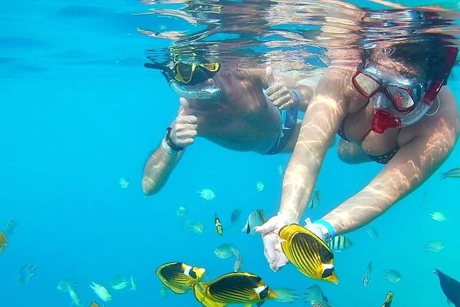 PRIVATE TOUR ! 4-Hours Swiming with dolphins, snorkeling, island by speed boat - A stop at Abu Minquar Island