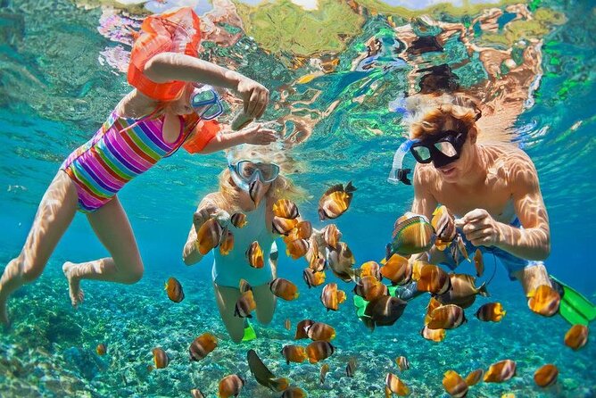 PRIVATE TOUR ! 4-Hours Swiming with dolphins, snorkeling, island by speed boat - Hotel pickup needs checking