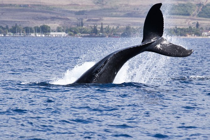 Private tour Fee to see whales and dolphins - Key points to know before booking