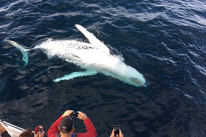 Private tour Fee to see whales and dolphins - From Seville to the Strait of Gibraltar