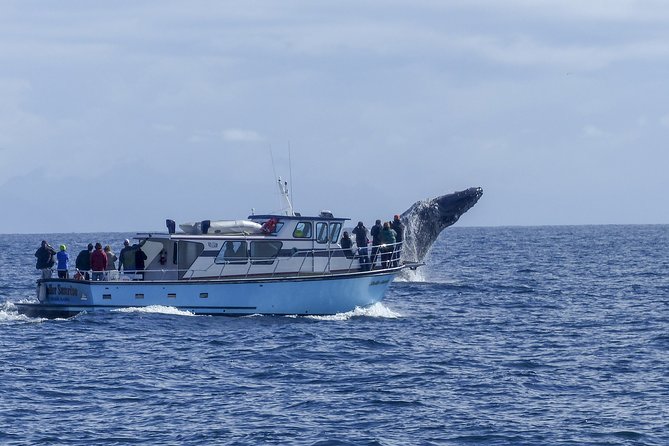 Private tour Fee to see whales and dolphins - Weather, sea conditions, and animal behavior
