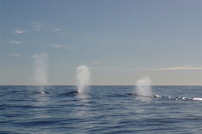 Private tour Fee to see whales and dolphins - Food, transport, and practical comfort