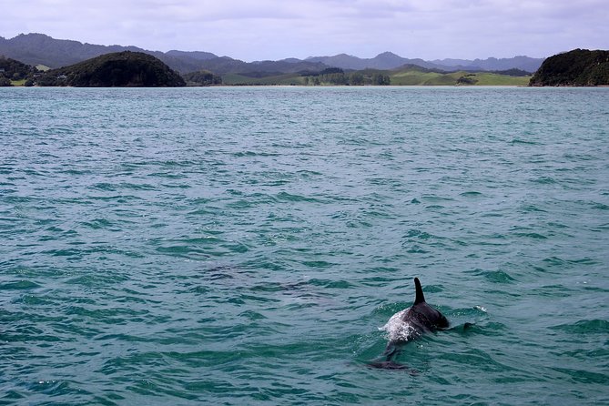 Private tour Fee to see whales and dolphins - What the Tarifa boat trip offers