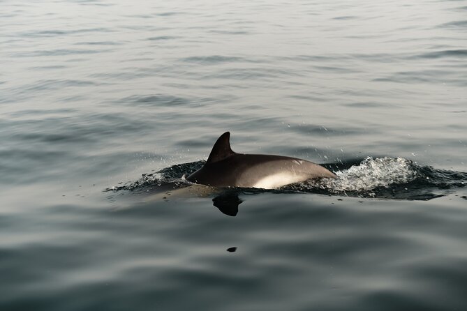 Private Tour with Dolphin Watching in Algeciras Bay - Who will get the most from this trip