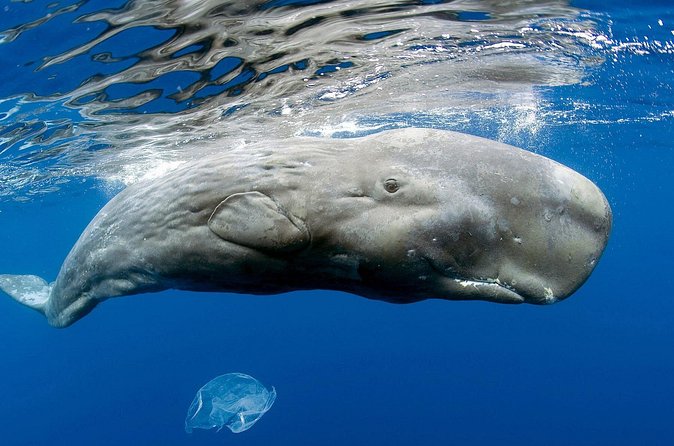 Private Whale and Dolphin Whale Watching Boat Tour - The hydrophone and the marine naturalist