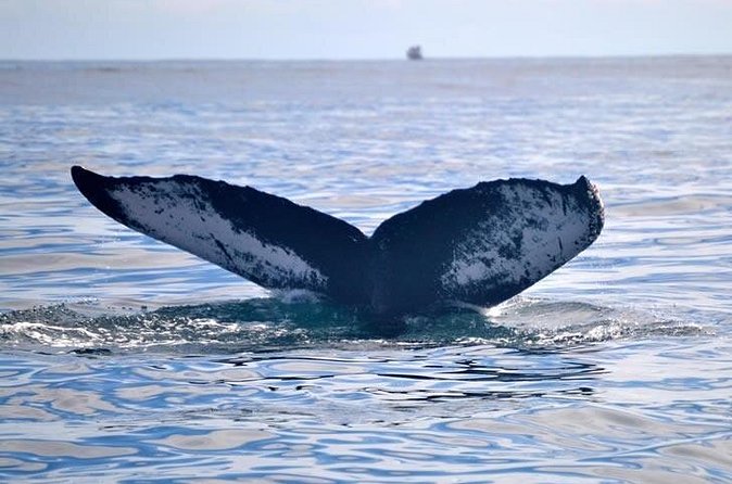 Private Whale and Dolphin Whale Watching Boat Tour - Who will enjoy this tour most