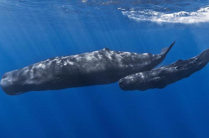 Private Whale and Dolphin Whale Watching Boat Tour - Booking details worth handling carefully