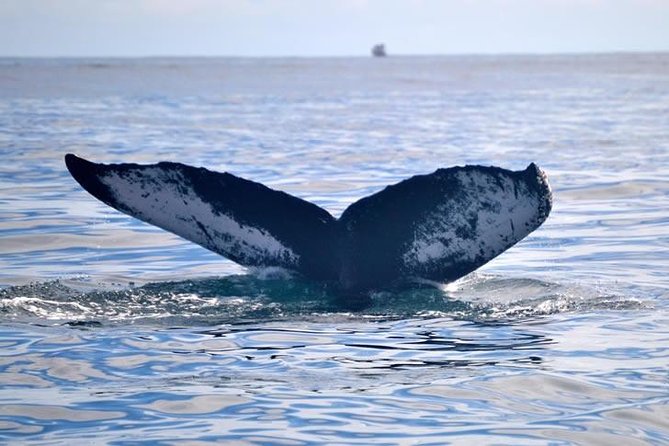 Private Whale and Dolphin Whale Watching Boat Tour - Stop 2: several miles into whale country