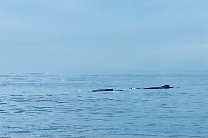 Private Whale Watching and Dolphin Excursion - A private boat instead of a crowded wildlife cruise