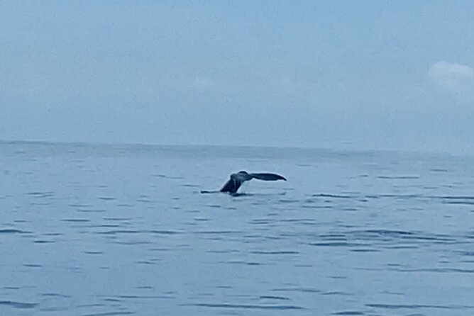 Private Whale Watching and Dolphin Excursion - What the wildlife search is really like