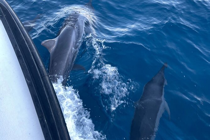Private Whale Watching and Dolphin Excursion - Is $265 per person a fair price?