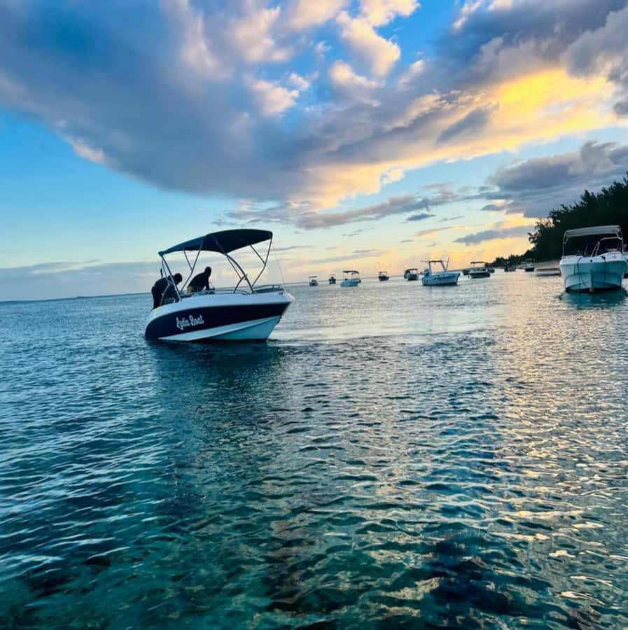 Private :Whales and dolphins watching/Swimming with dolphins - A local, family-run feel