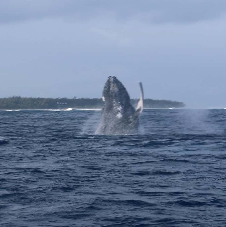 Private :Whales and dolphins watching/Swimming with dolphins - Crossing the water toward the dolphins