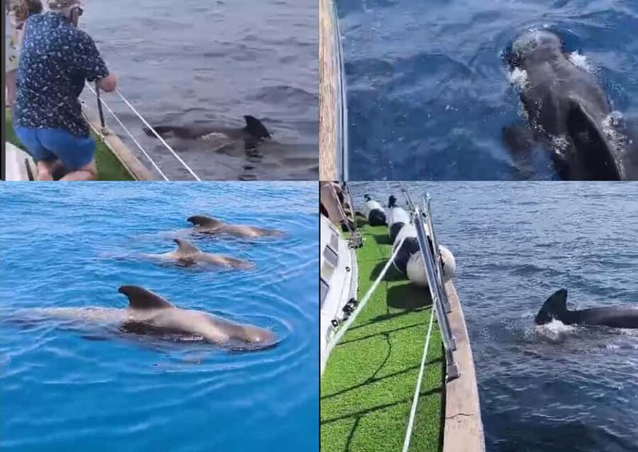 Private Whales & Dolphins Excursion: for you exclusively! - Quick takeaways for your Tenerife boat day