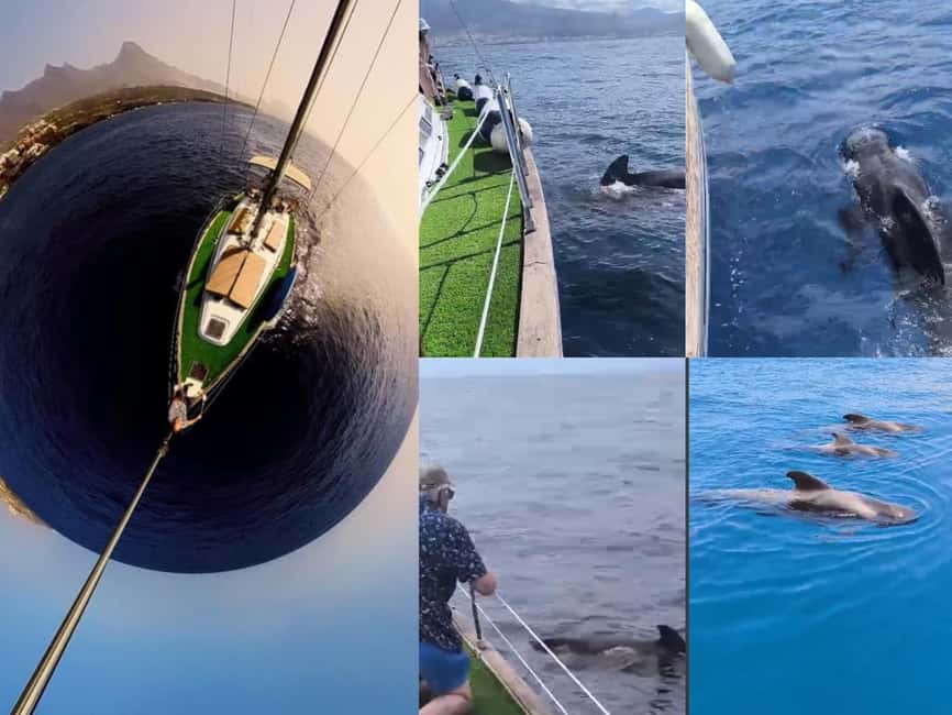 Private Whales & Dolphins Excursion: for you exclusively! - Setting off from Puerto Colón in Costa Adeje