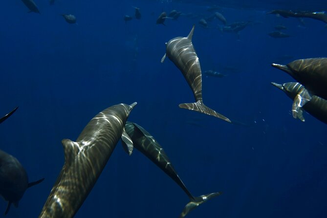 Private Wild Dolphin Encounter Day Trip - Key points to know before booking