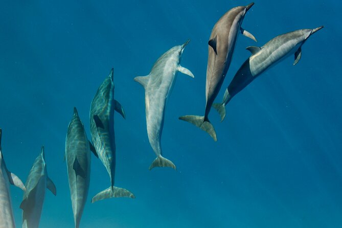 Private Wild Dolphin Encounter Day Trip - Why La Ventana is worth the long ride