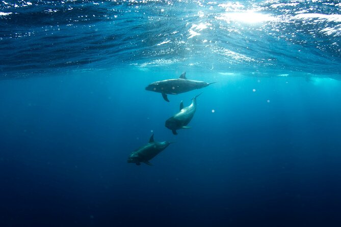 Private Wild Dolphin Encounter Day Trip - A picnic lunch on a secluded beach