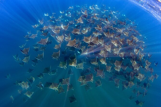 Private Wild Dolphin Encounter Day Trip - What the $295 price really covers