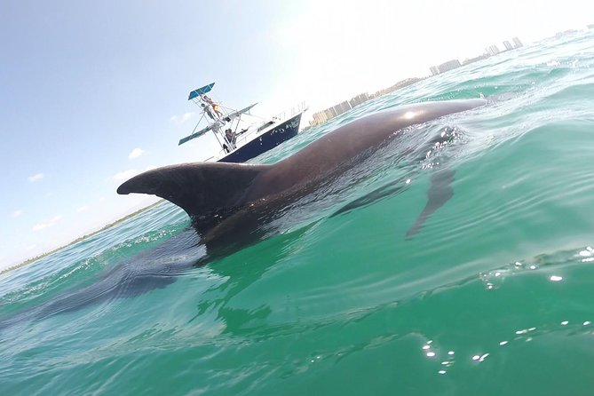 Private Wild Dolphin Encounter in Puerto Vallarta - Key points to know before you book