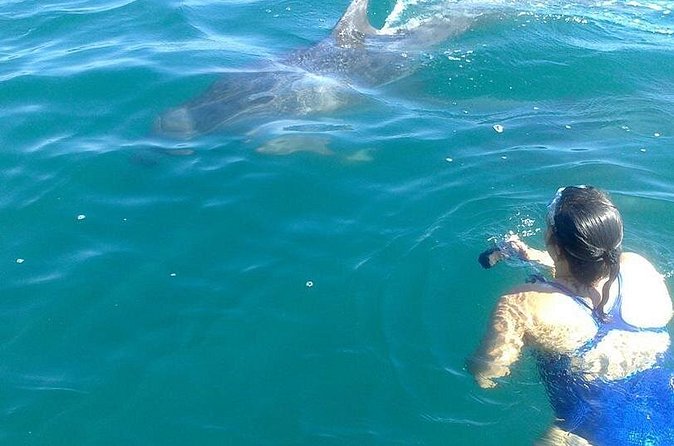 Private Wild Dolphin Encounter in Puerto Vallarta - Thalia’s marine biology adds substance