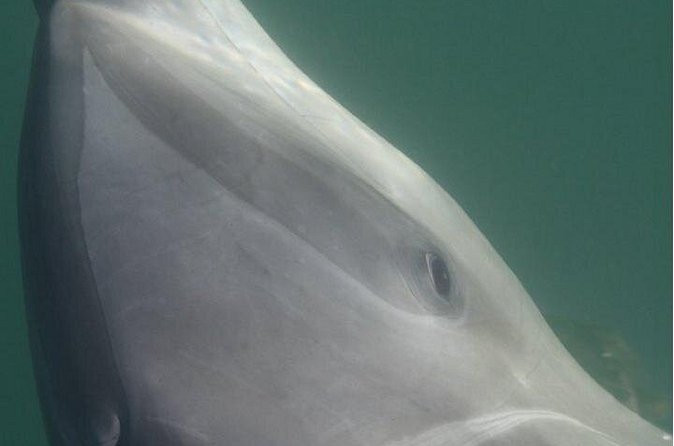 Private Wild Dolphin Encounter in Puerto Vallarta - What the $675.33 group price really means