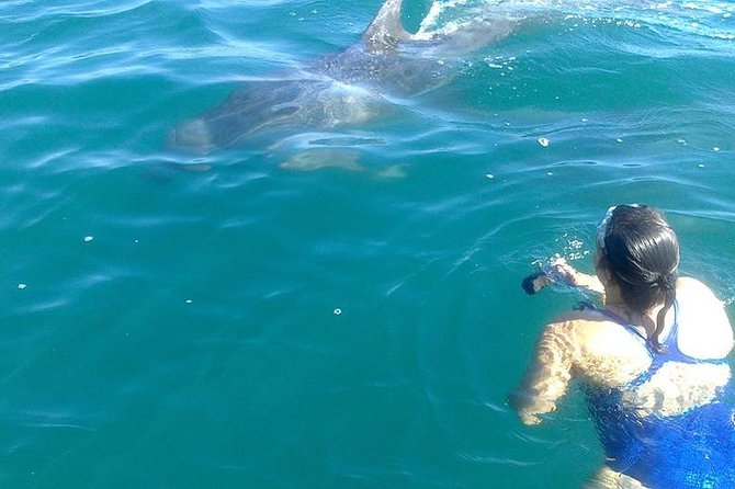 Private Wild Dolphin Encounter in Puerto Vallarta - Three hours in Bahía de Banderas