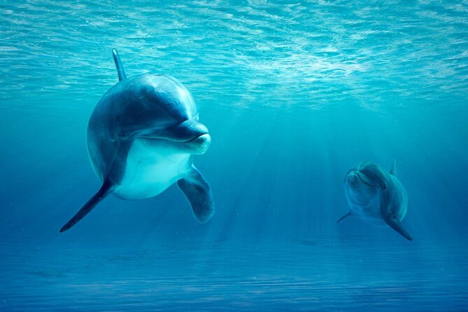 Private Yacht Cruise to Dolphin House with Lunch : Hurghada - Hotel transfers and extra resort charges