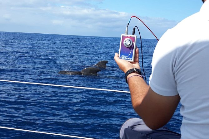 Private Yacht Tour With Whale and Dolphin Watching 33 Foot Boat - The Best and Weakest Parts of the Experience