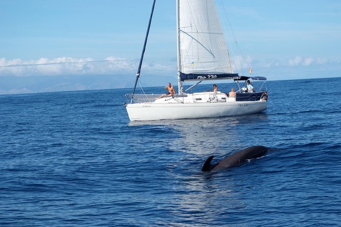 Private Yacht Tour With Whale and Dolphin Watching 33 Foot Boat - A Swim Near Puertito Beach