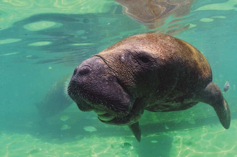 Puerto Aventuras: Dolphin and Manatee Interaction with Lunch - Is $139 a Fair Price?