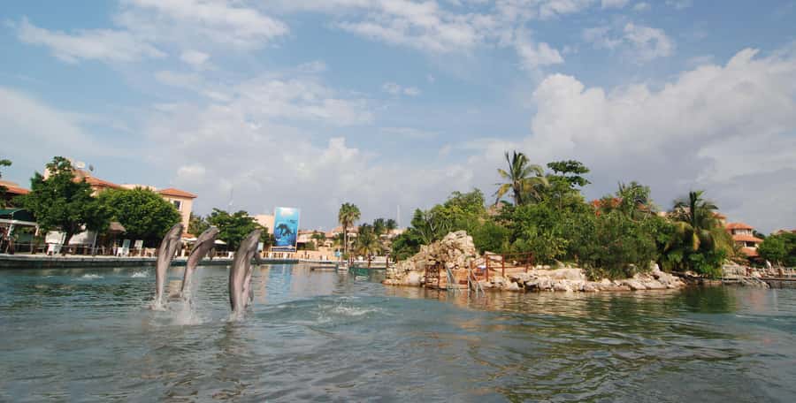 Puerto Aventuras: Dolphin and Manatee Interaction with Lunch - Booking Details That Matter