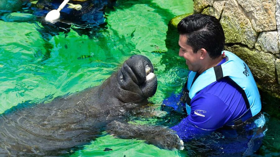 Puerto Aventuras: Dolphin & Manatee Encounter with lunch - Meeting dolphins in Puerto Aventuras