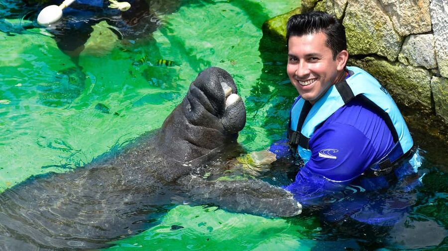 Puerto Aventuras: Dolphin & Manatee Encounter with lunch - Reasons to think twice
