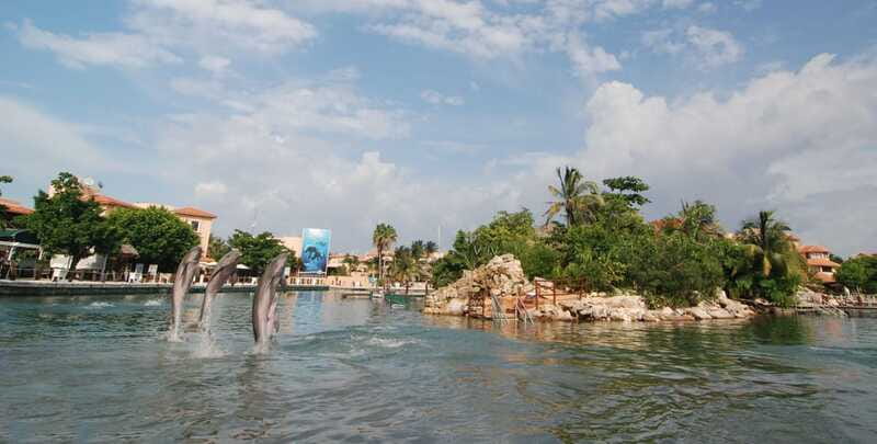 Puerto Aventuras: Dolphin Swim, Sea Lions, Manatees, & Lunch - The 30-minute sea lion encounter