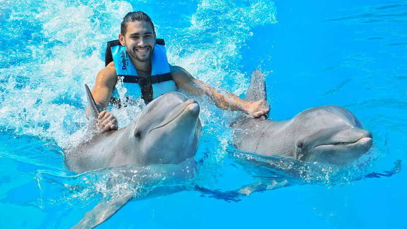 Puerto Aventuras: Dolphin Swim, Sea Lions, Manatees, & Lunch - Is $135 a fair price?