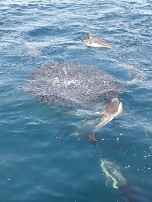 Puerto Banús: Private Cruise with Dolphins & Wakeboard - Wakeboarding, swimming, and snorkeling time