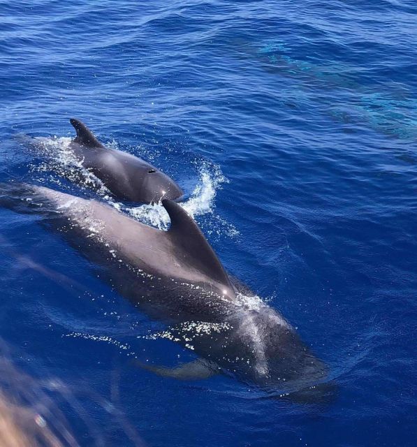 Puerto Colon: Whale and Dolphin Watching Yacht Trip - Key points to know before booking