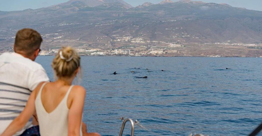 Puerto Colon: Whale and Dolphin Watching Yacht Trip - Looking for pilot whales, dolphins, and turtles