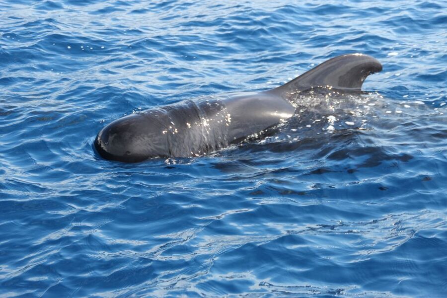 Puerto Colon : Whale & Dolphins Sailing Excursion - Key points to know before booking