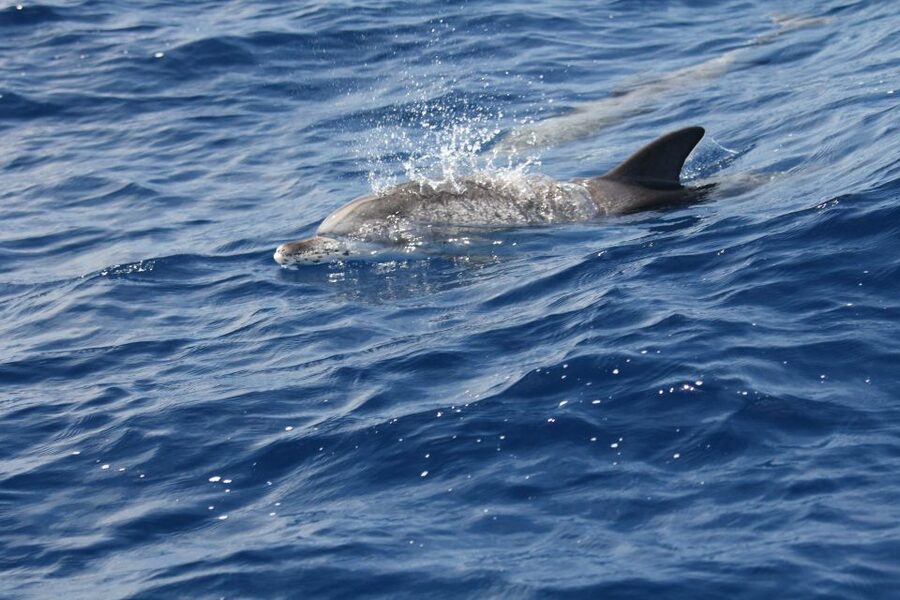 Puerto Colon : Whale & Dolphins Sailing Excursion - Who will enjoy this Tenerife sailing trip most