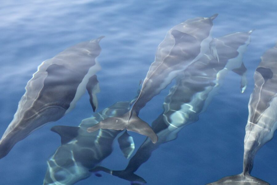 Puerto Colon : Whale & Dolphins Sailing Excursion - Canarian food, drinks, fruit, and the little extras