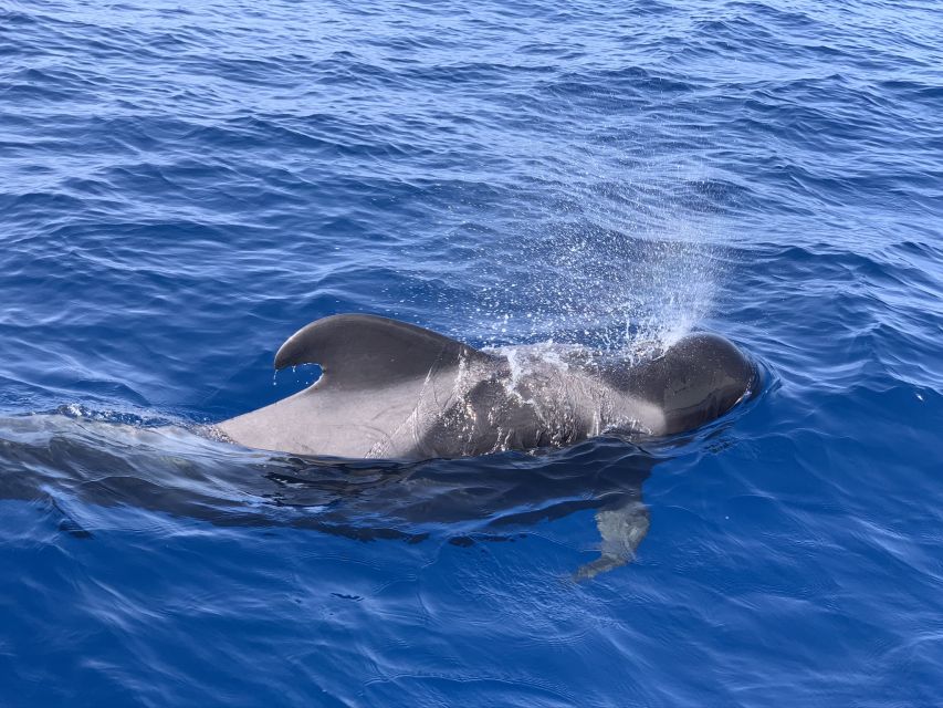 Puerto Colon : Whale & Dolphins Sailing Excursion - What the small-group setup changes