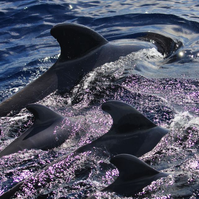 Puerto Colon : Whale & Dolphins Sailing Excursion - Price and value at $88 per person