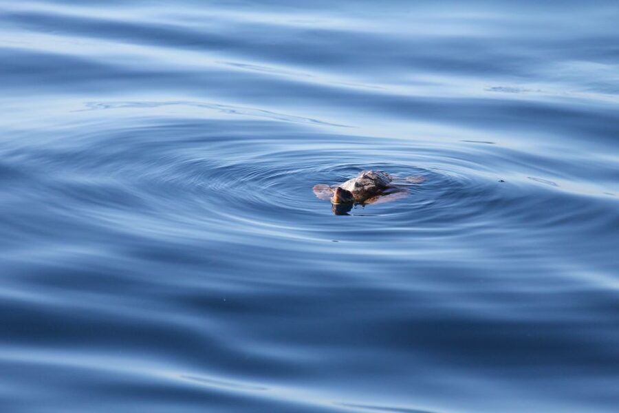 Puerto Colon : Whale & Dolphins Sailing Excursion - Why the hydrophone adds something special