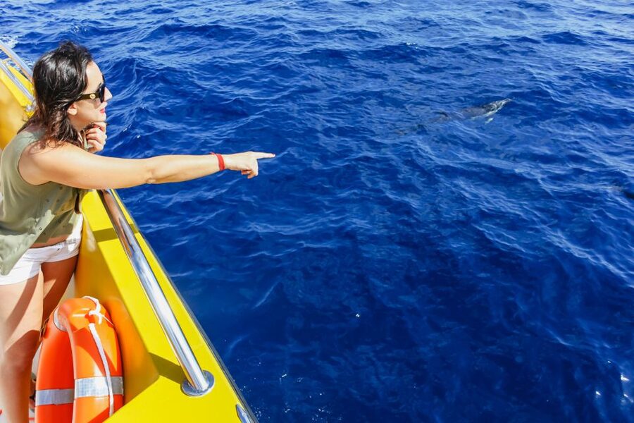 Puerto del Carmen: Dolphin-Watching Speedboat Tour with Swim - Should you book the Puerto del Carmen dolphin trip?