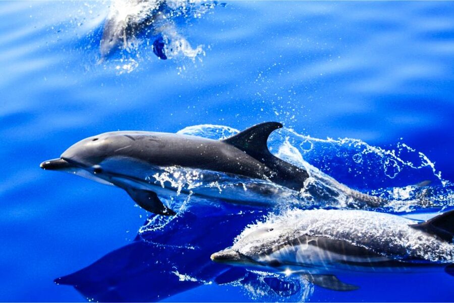 Puerto del Carmen: Dolphin-Watching Speedboat Tour with Swim - Leaving Puerto del Carmen on the Biosfera Jet