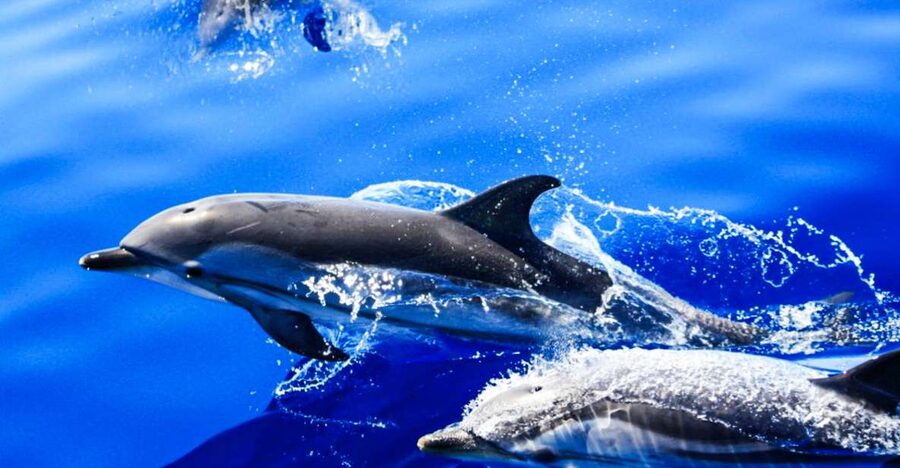 Puerto del Carmen: Dolphin-Watching Speedboat Tour with Swim - What the live commentary adds